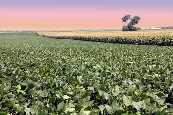 Soybeans, Corn and One Tree