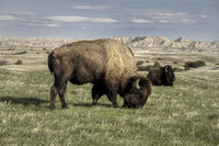 American Buffalo in the Wild