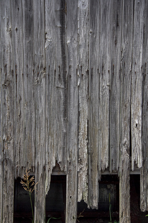 Weathered Shed Siding